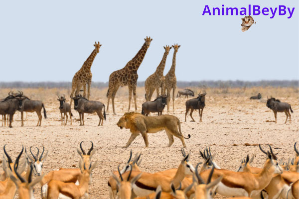 Banner Animals Bey By