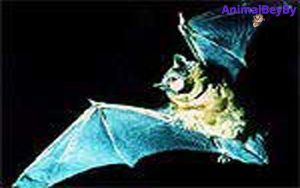 Bats Use Ears Instead of Ultrasound to Hunt Close to the Ground