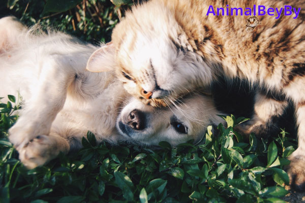 Cat And Dog Animals