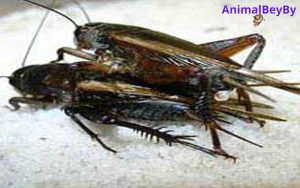 Crickets Trade Health for Sexual Fitness