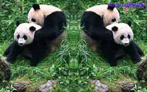 Exploring the Sexual Life of Pandas