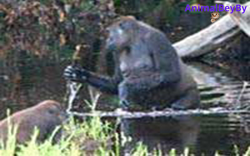 Gorillas Use Tools