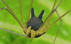 The Truth About the World’s Most Adorable Horned Spider