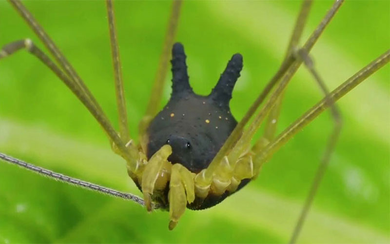 The Truth About the World’s Most Adorable Horned Spider