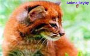 Vietnam Becomes the Studbook Keeper for Southeast Asia's Fire Cat Population